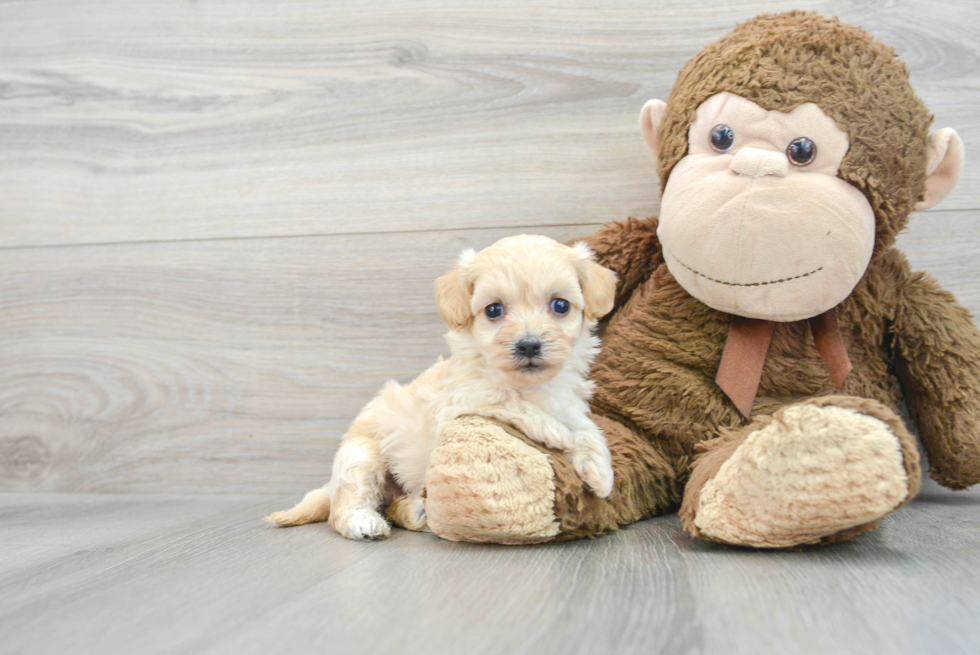 Smart Maltipoo Poodle Mix Pup