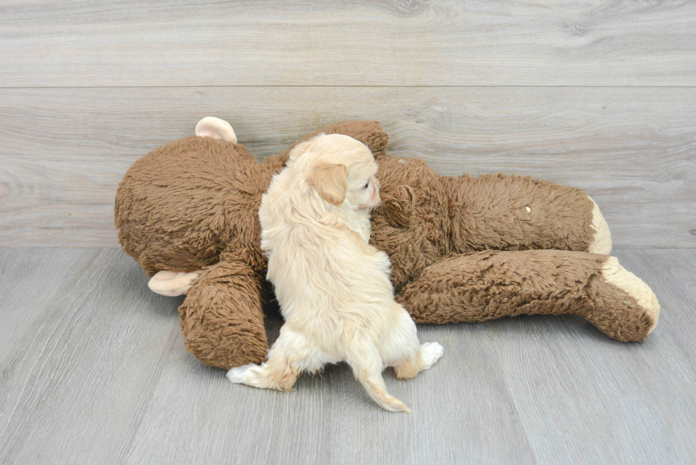 Little Maltepoo Poodle Mix Puppy