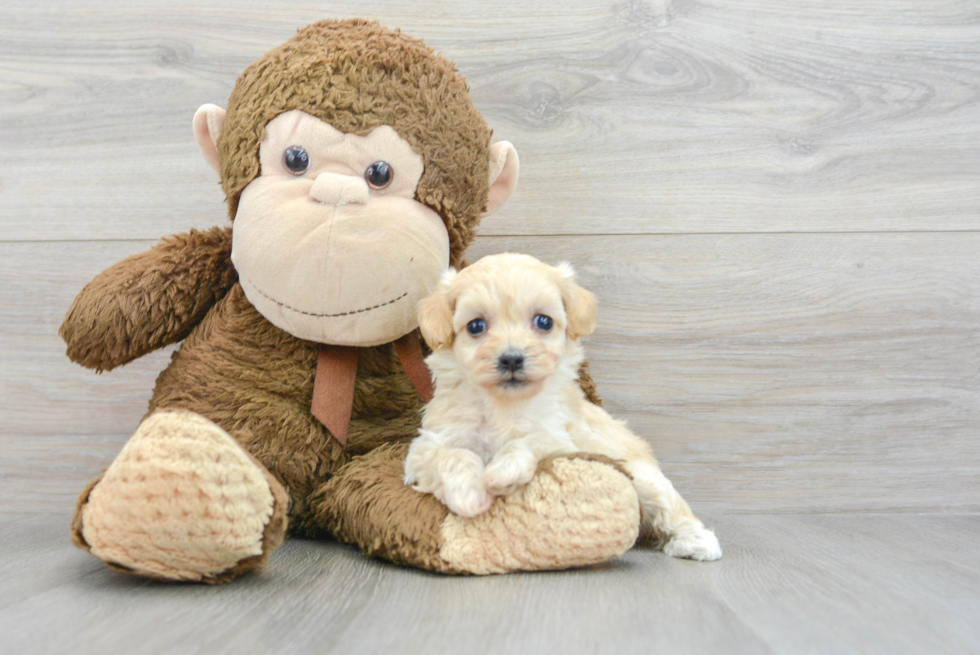 Maltipoo Pup Being Cute