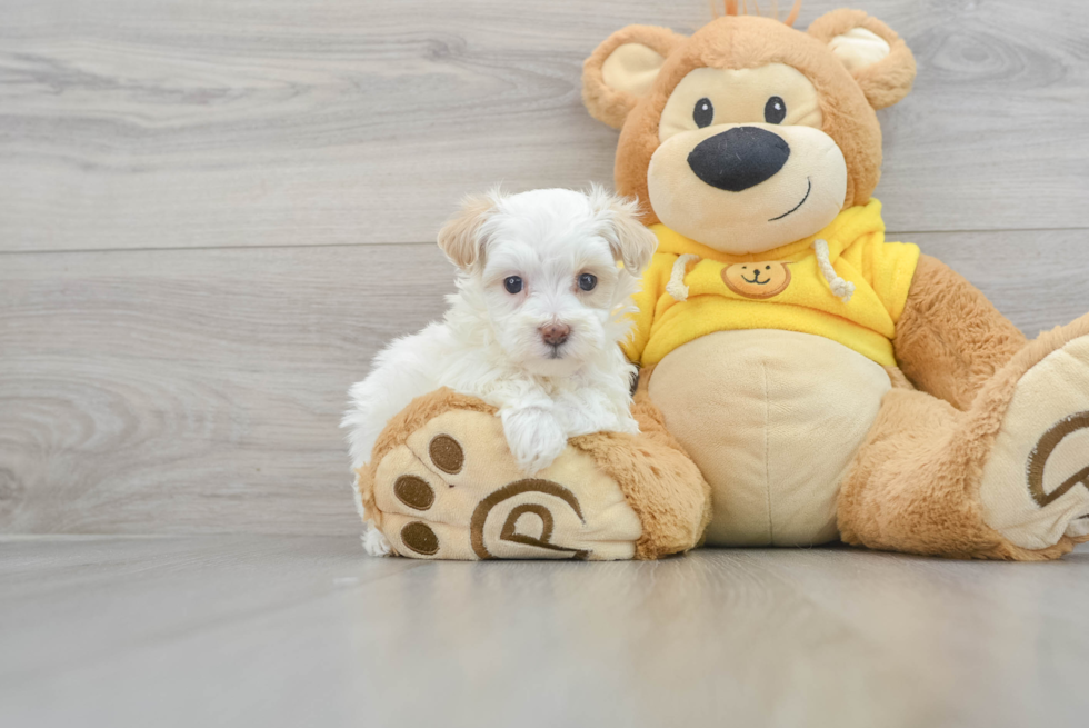 Happy Maltipoo Baby