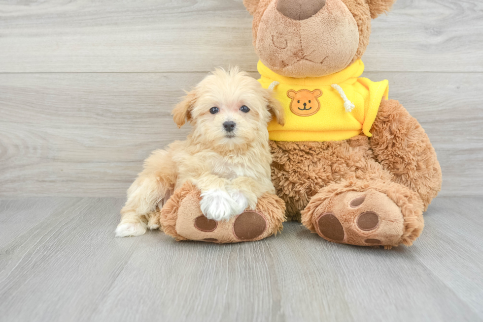 Maltipoo Pup Being Cute