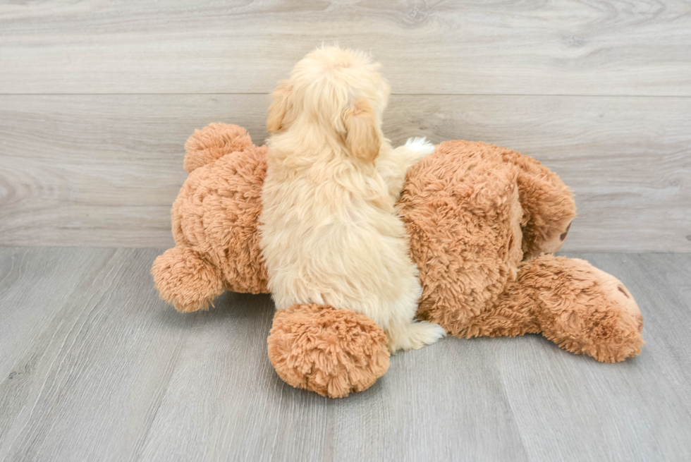 Playful Maltepoo Poodle Mix Puppy