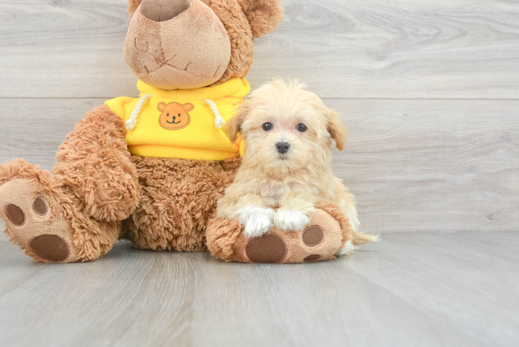 Maltipoo Puppy for Adoption