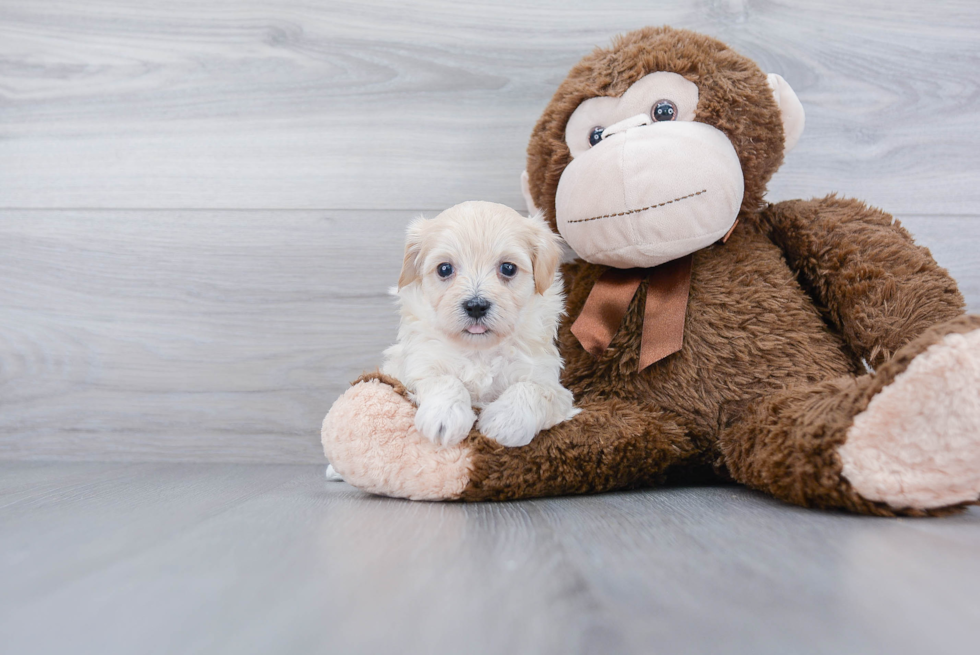 Petite Maltipoo Poodle Mix Pup