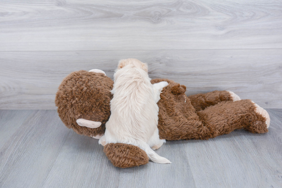 Fluffy Maltipoo Poodle Mix Pup