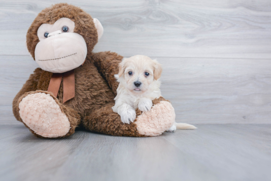 Maltipoo Pup Being Cute