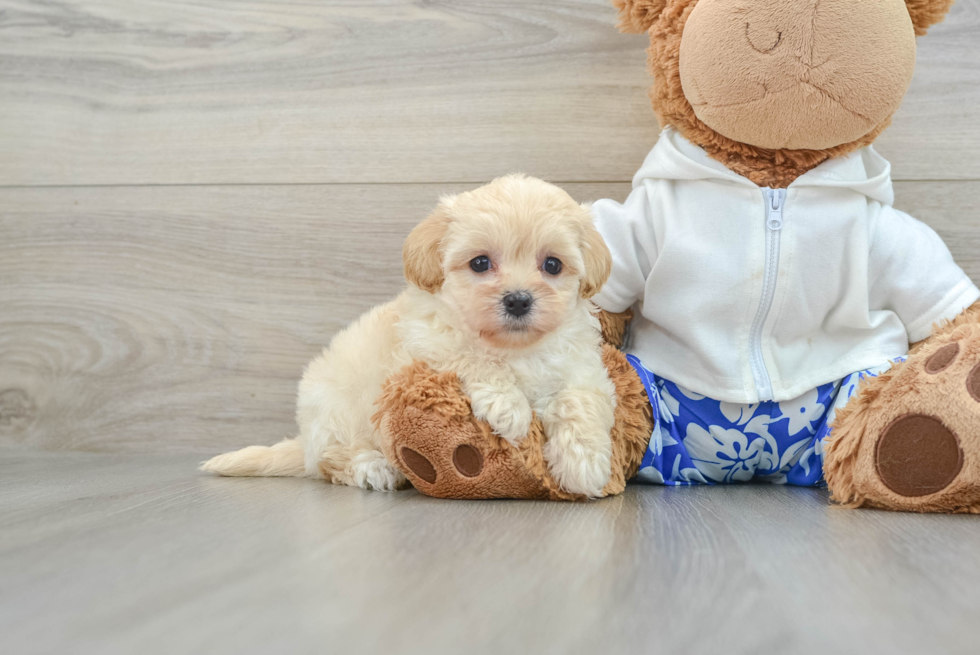 Small Maltipoo Baby