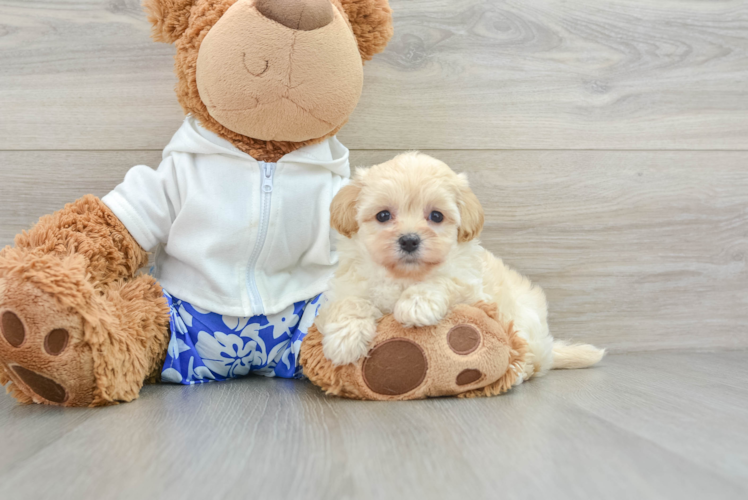 Petite Maltipoo Poodle Mix Pup