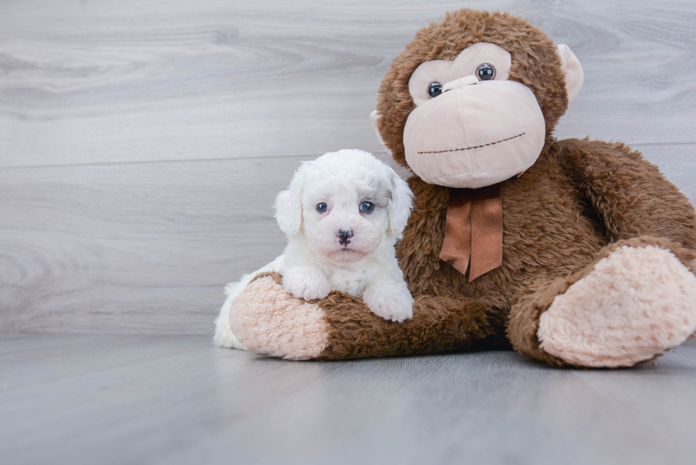 Small Poochon Baby