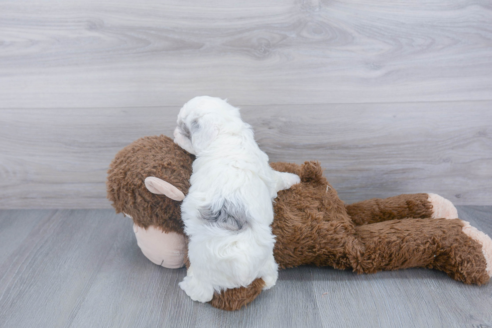 Energetic Bichpoo Poodle Mix Puppy