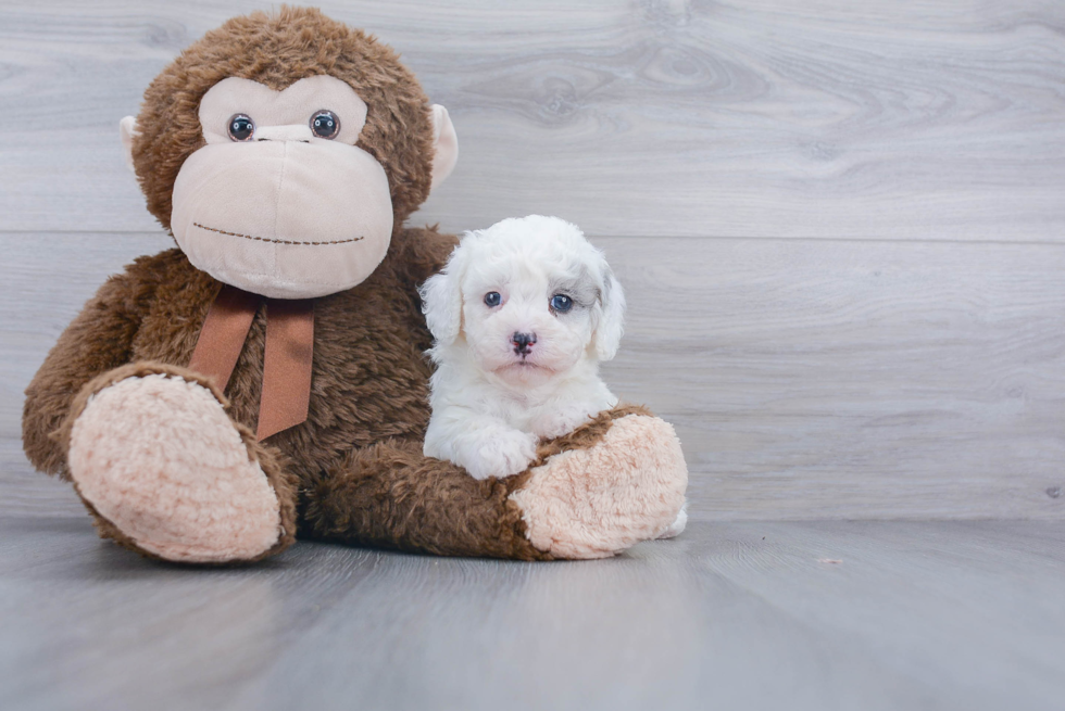 Playful Bichpoo Poodle Mix Puppy