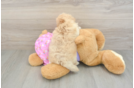 Funny Maltipoo Poodle Mix Pup