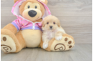 Maltipoo Pup Being Cute