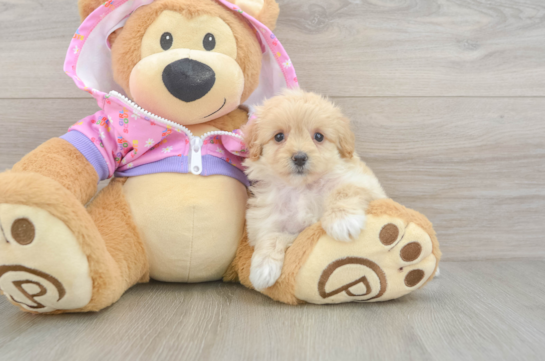 Maltipoo Pup Being Cute