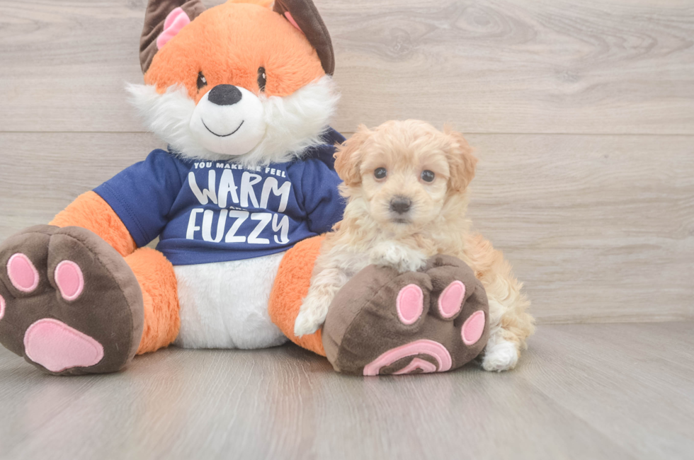 6 week old Maltipoo Puppy For Sale - Premier Pups