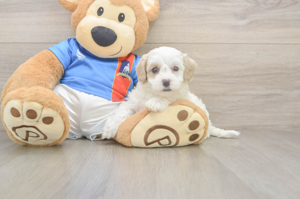 5 week old Maltipoo Puppy For Sale - Premier Pups