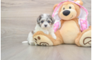 Funny Maltipoo Poodle Mix Pup