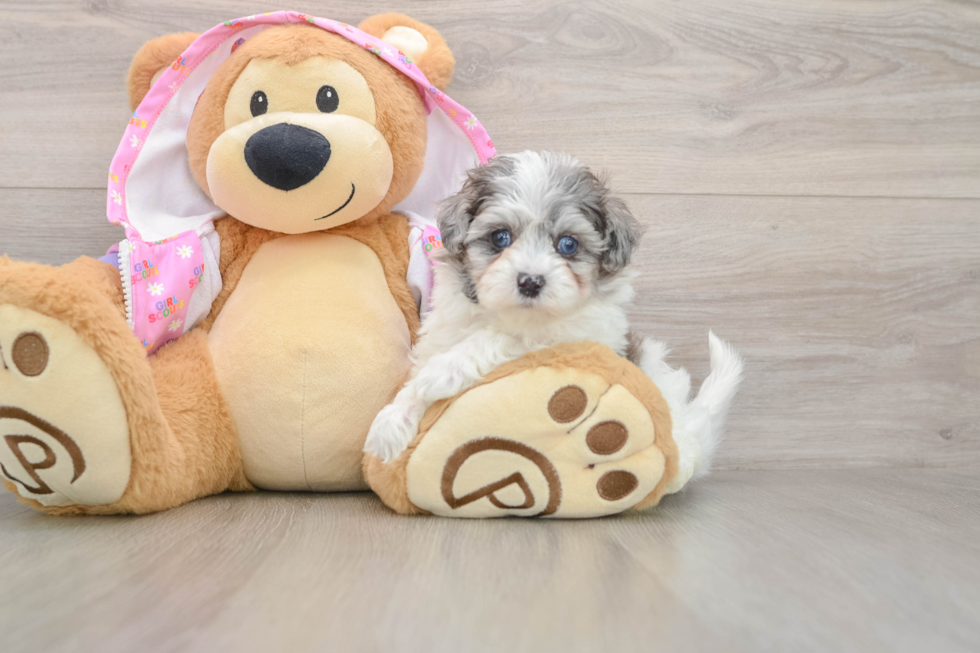 Popular Maltipoo Poodle Mix Pup