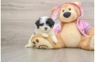 Maltipoo Pup Being Cute
