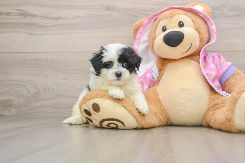 Maltipoo Pup Being Cute