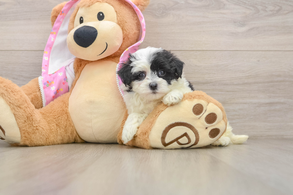 Small Maltipoo Baby