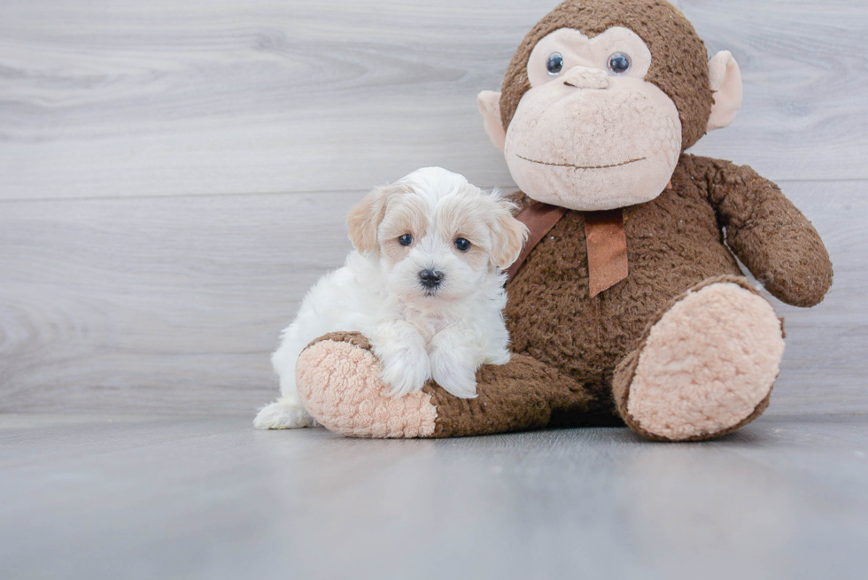 Energetic Maltepoo Poodle Mix Puppy