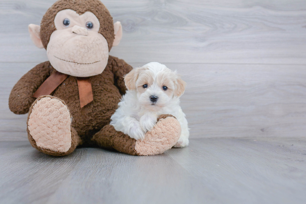 Maltipoo Pup Being Cute