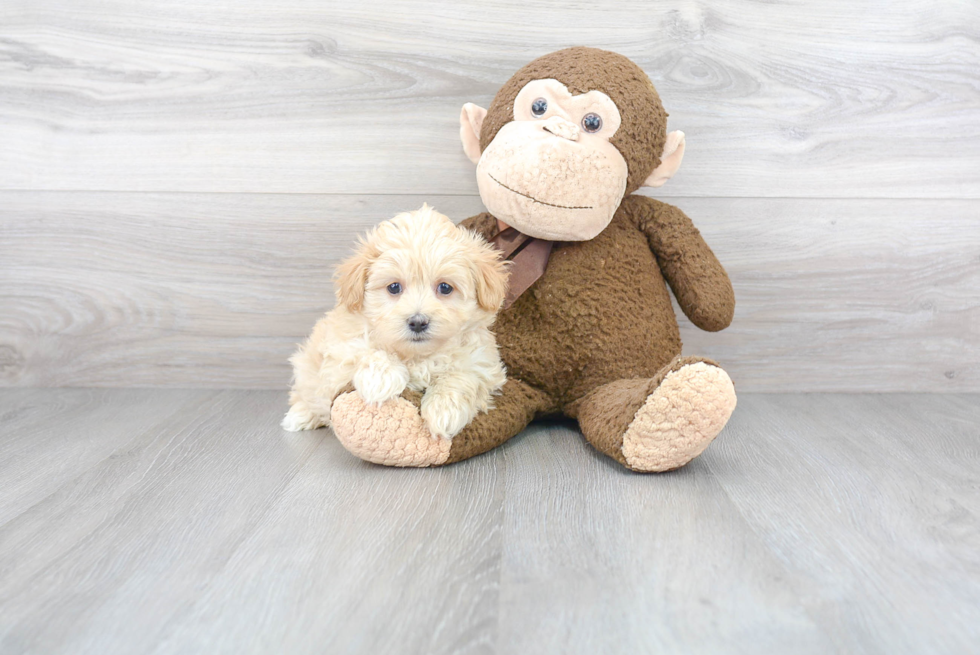 Smart Maltipoo Poodle Mix Pup