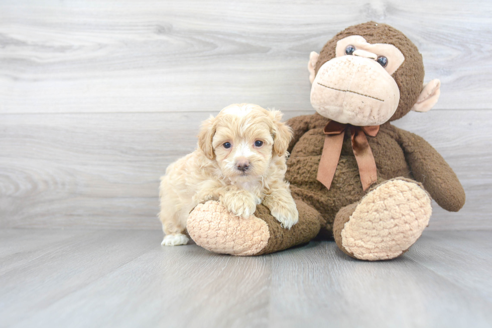 Best Maltipoo Baby