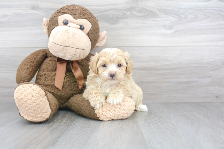 Hypoallergenic Maltepoo Poodle Mix Puppy