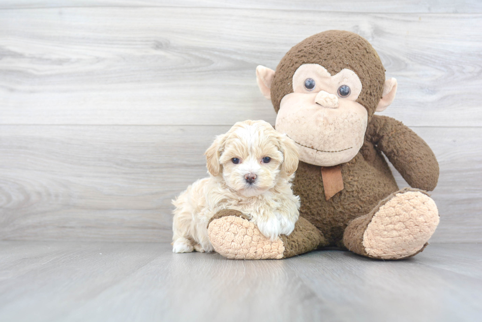 Best Maltipoo Baby