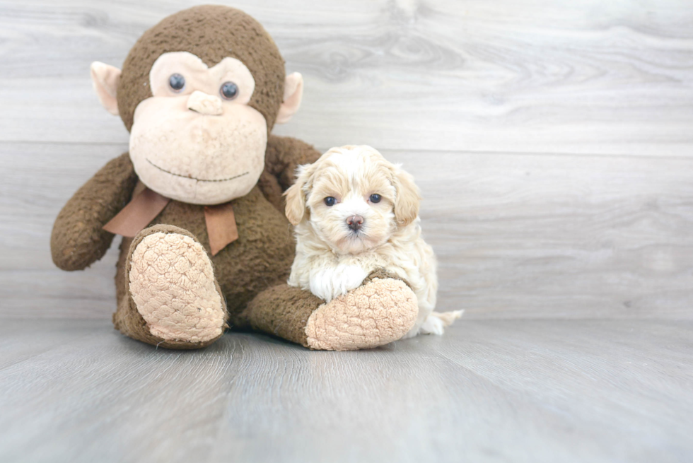 Petite Maltipoo Poodle Mix Pup