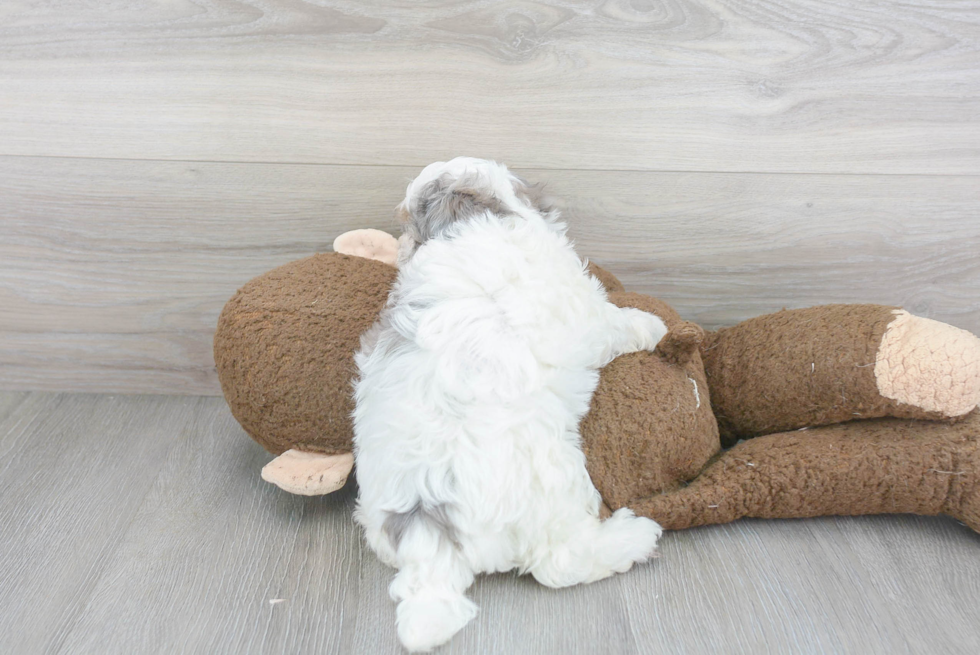 Maltipoo Pup Being Cute