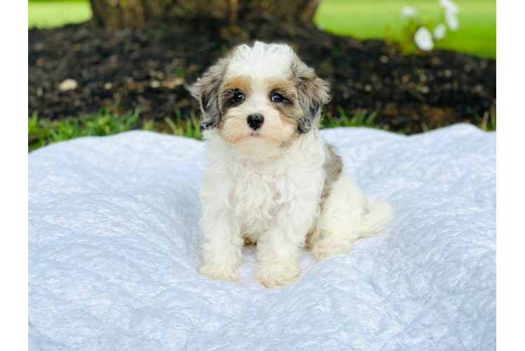 Energetic Maltese Poodle Poodle Mix Puppy