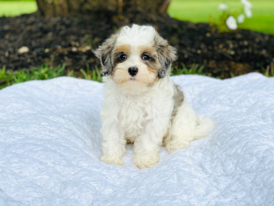 Energetic Maltese Poodle Poodle Mix Puppy