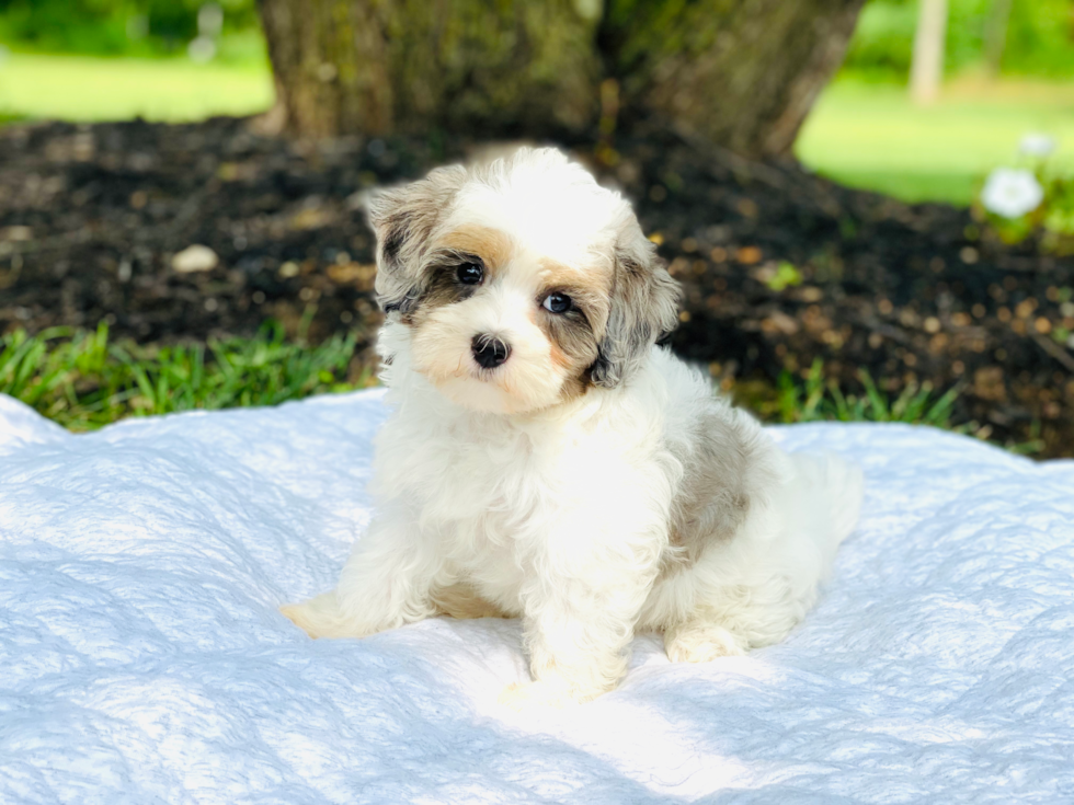 Maltipoo Puppy for Adoption