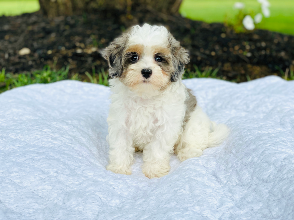 Maltipoo Pup Being Cute