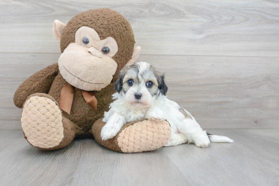 Adorable Maltese Poodle Poodle Mix Puppy