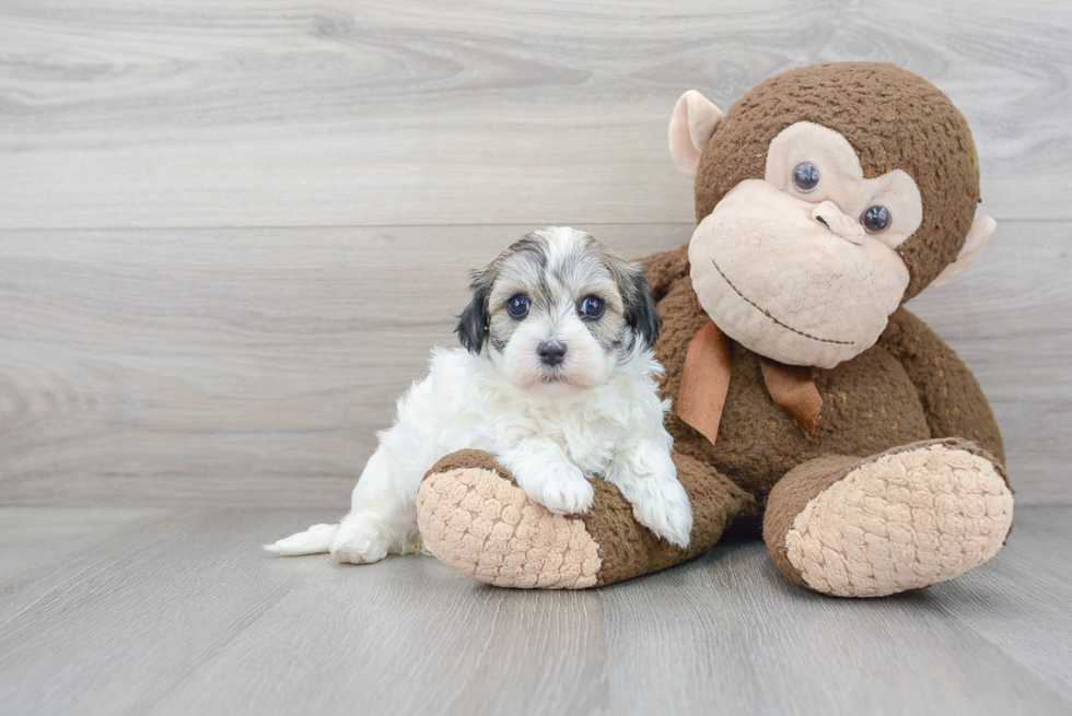 Small Maltipoo Baby