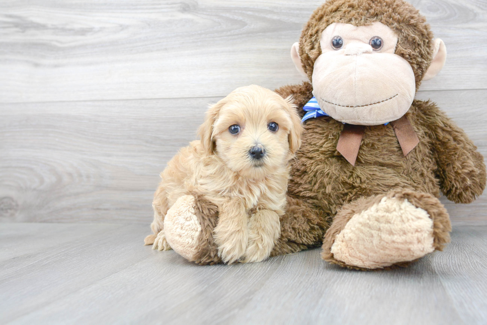 Happy Maltipoo Baby