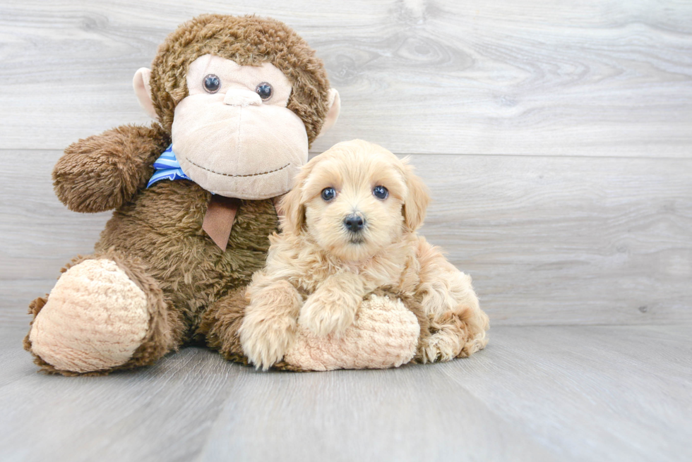 Maltipoo Pup Being Cute