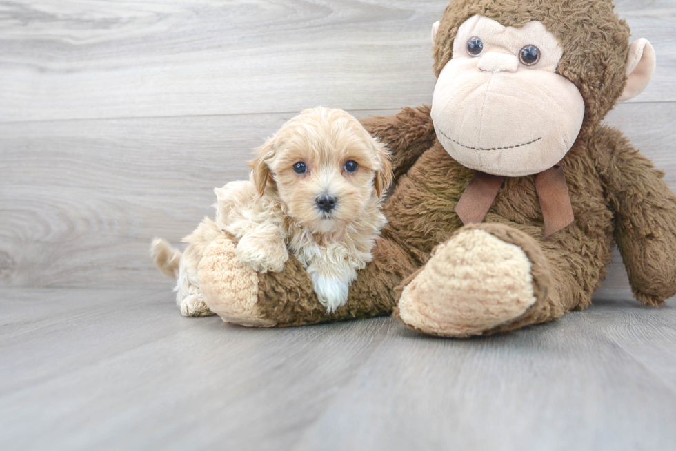 Hypoallergenic Maltese Poodle Poodle Mix Puppy