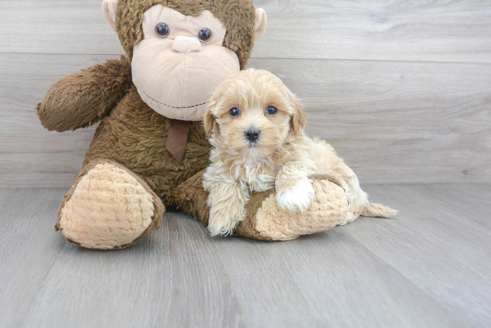 Playful Maltepoo Poodle Mix Puppy