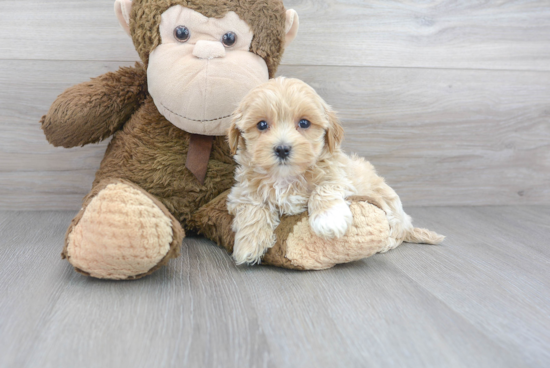 Playful Maltepoo Poodle Mix Puppy