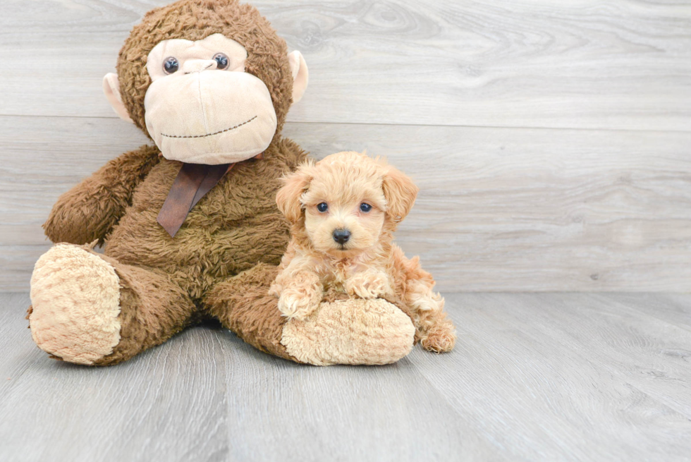 Maltipoo Pup Being Cute