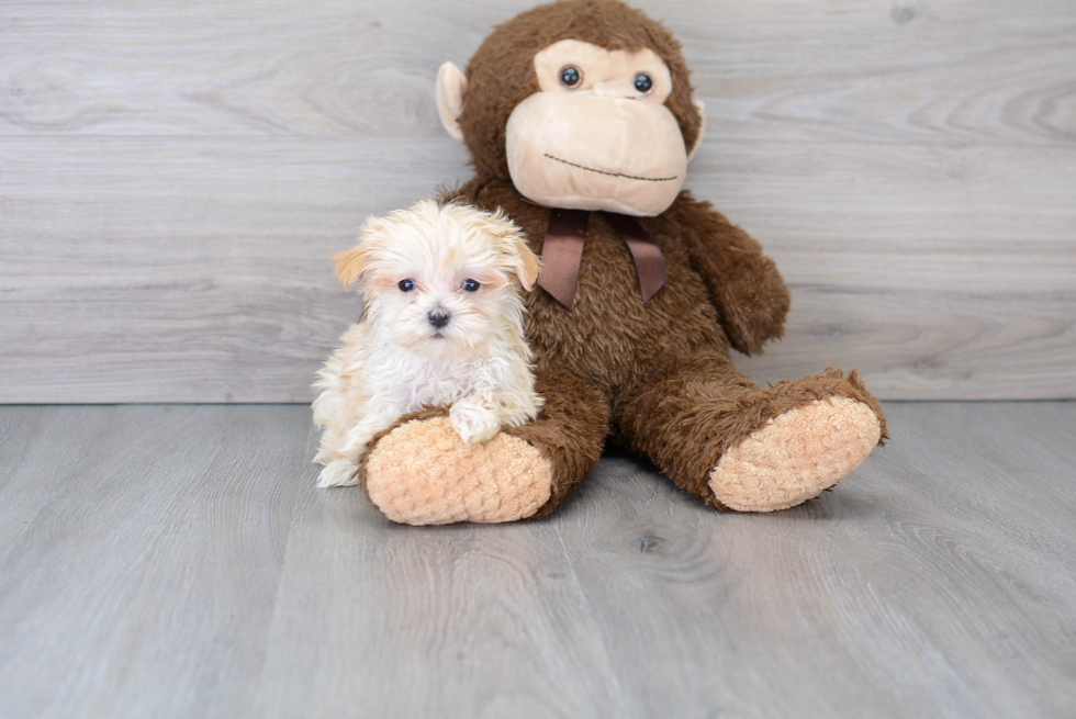 Playful Maltese Poodle Poodle Mix Puppy