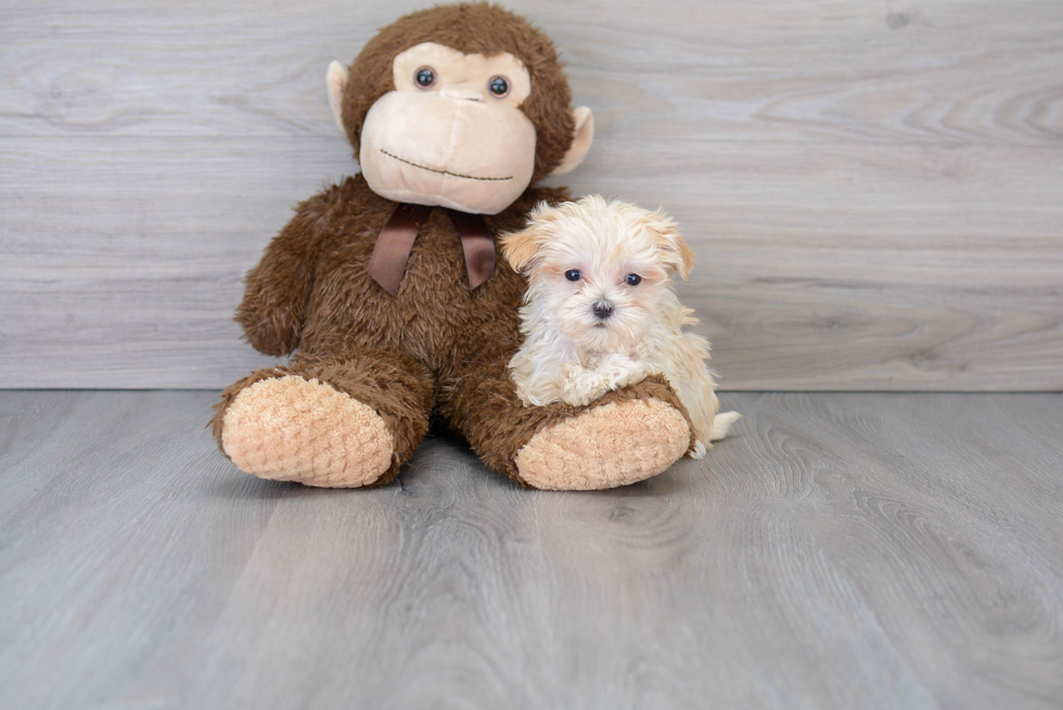 Best Maltipoo Baby