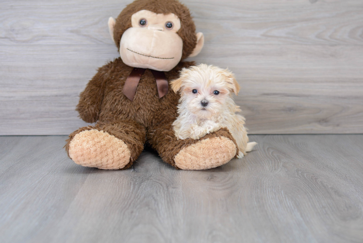 Maltipoo Pup Being Cute