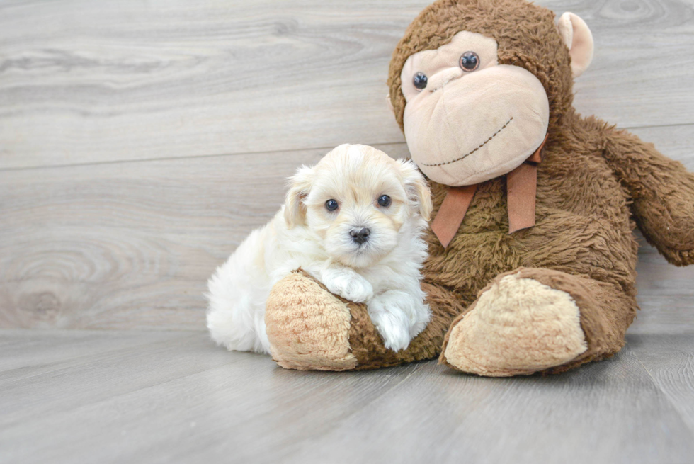 Little Maltese Poodle Poodle Mix Puppy