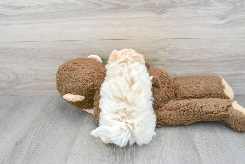 Maltipoo Pup Being Cute